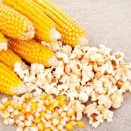 Popcorn Kernel Seeds